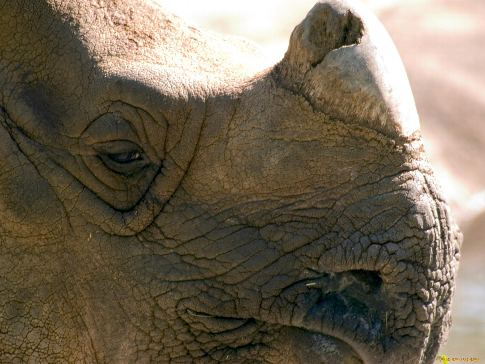 cincinnati, zoo, 31, , 